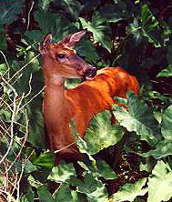 deer kneeling in forest